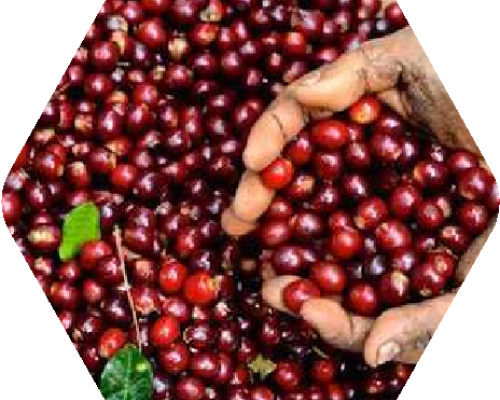 Coffee Coffee